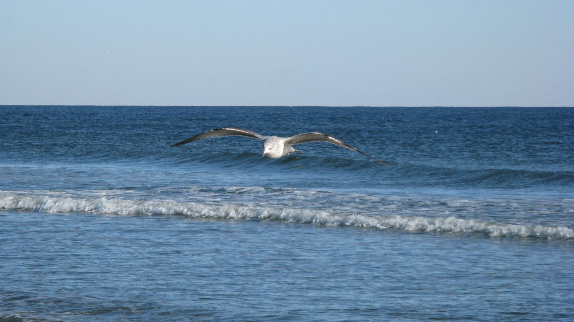 seagulloverwave